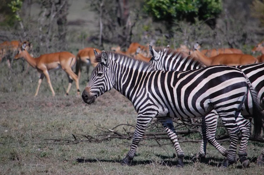 Game viewing