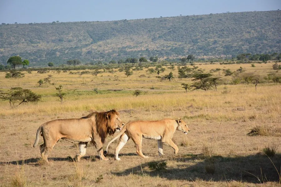 Lions in mara north conservancy
