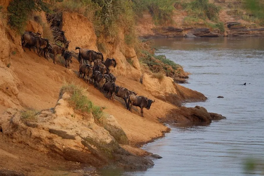 Wildebeest migration at Maasai mara national reserve