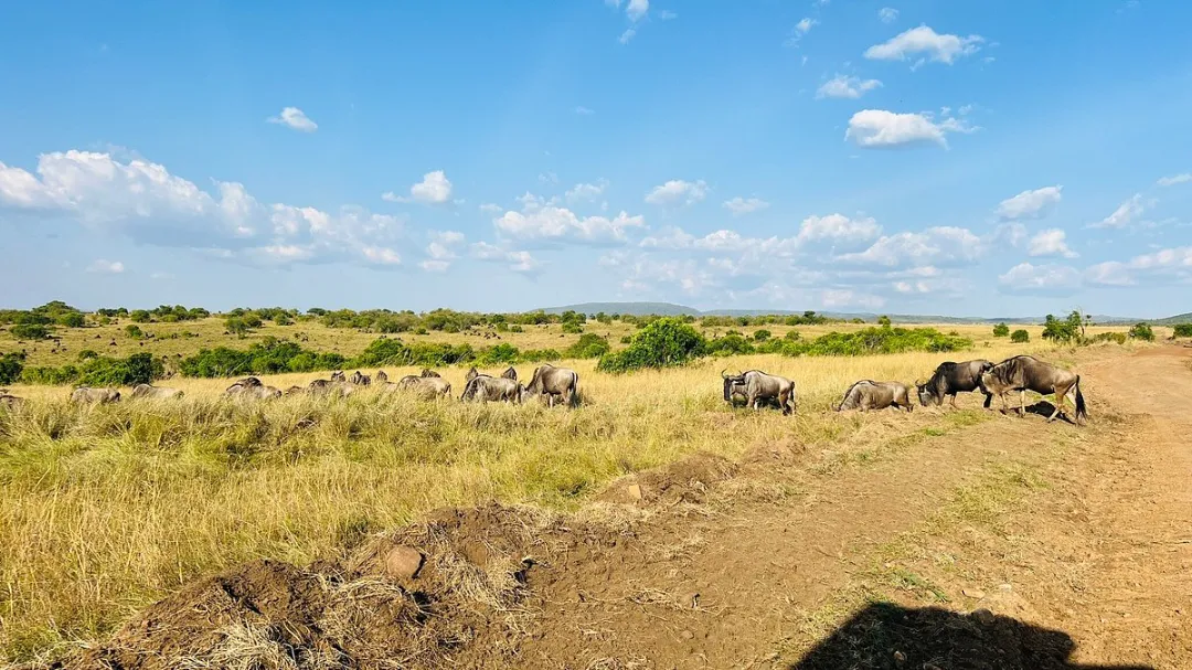 wildebeests at mara national reserve