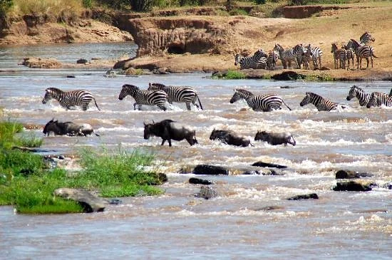 Wildebeest Migration Crossing The Mara River