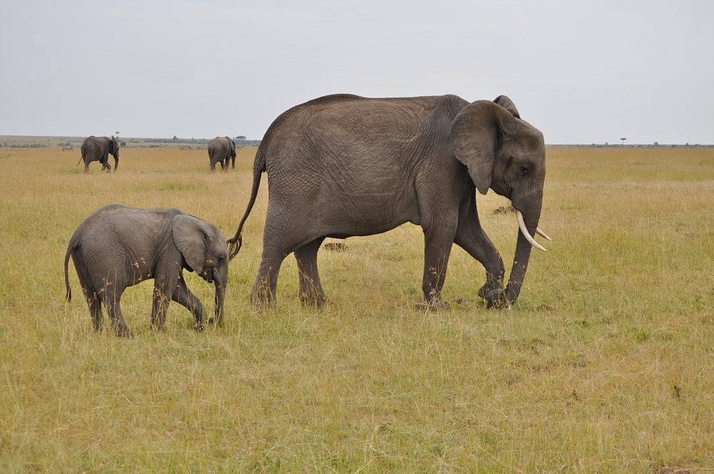 Game viewing