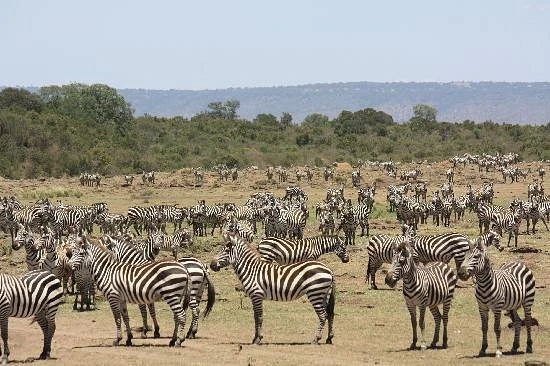 Game viewing