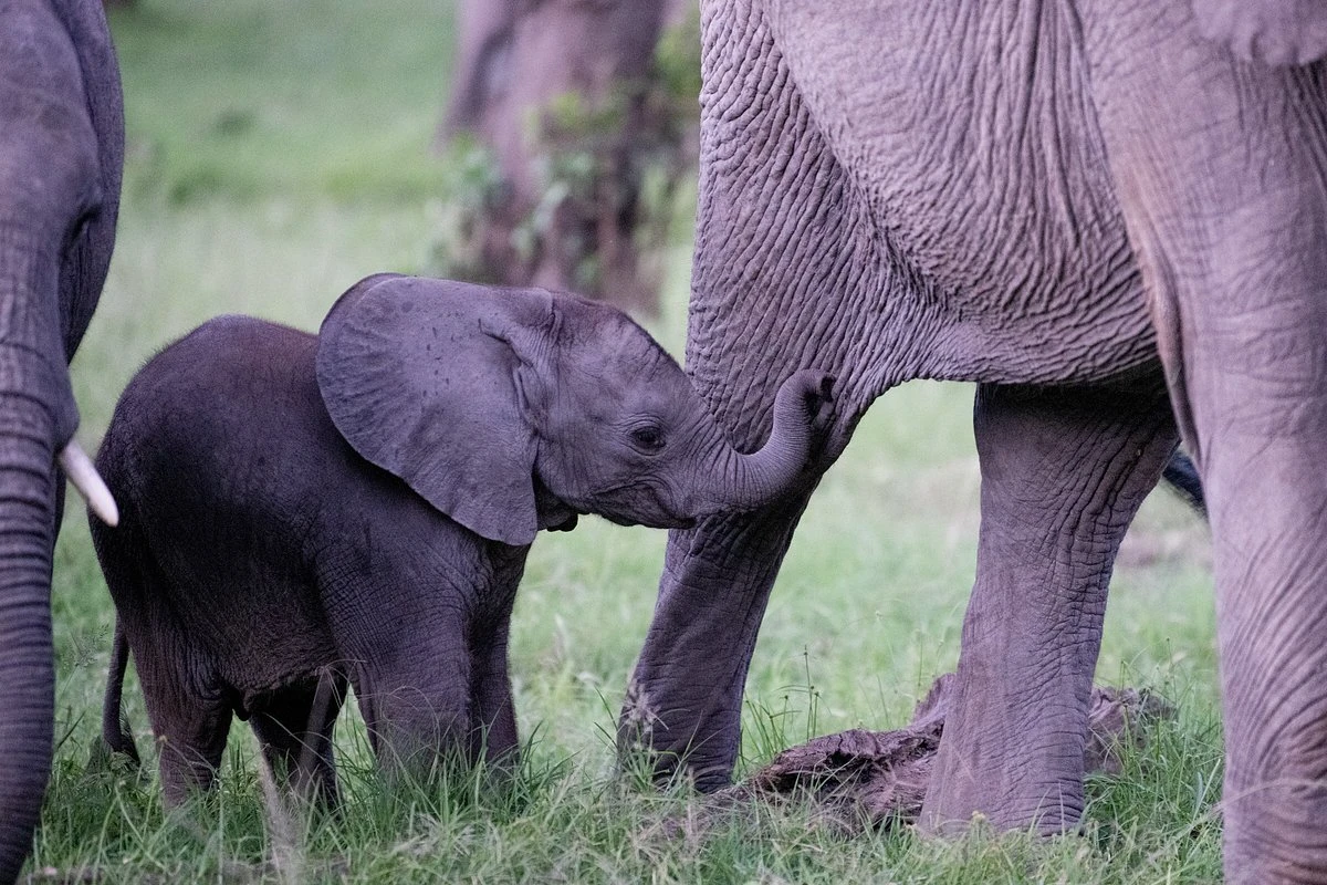 game viewing at little governor's camp