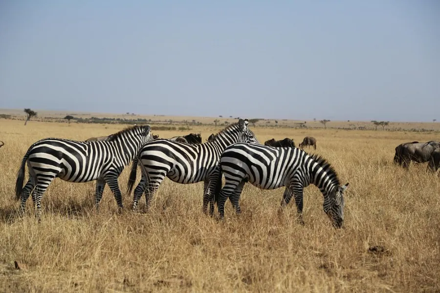Game viewing