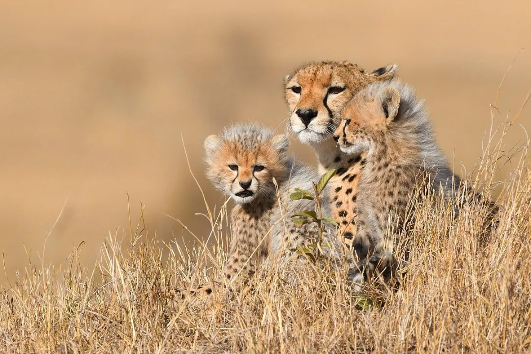 Game viewing
