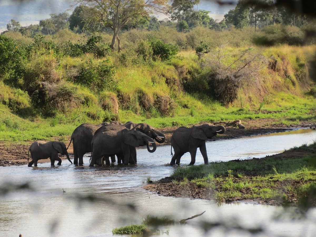 Elephants Cooling Off at the Mara River.