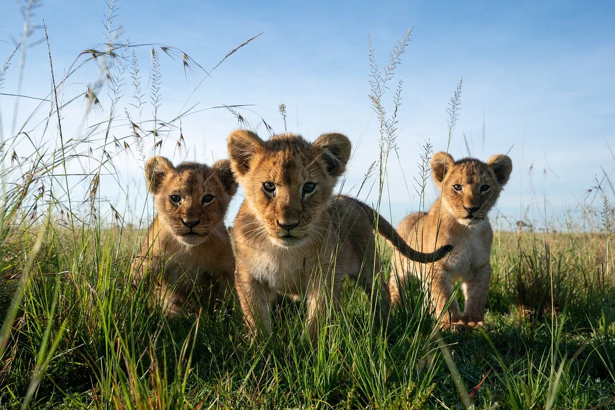 Lion cubs - Wildlife viewing