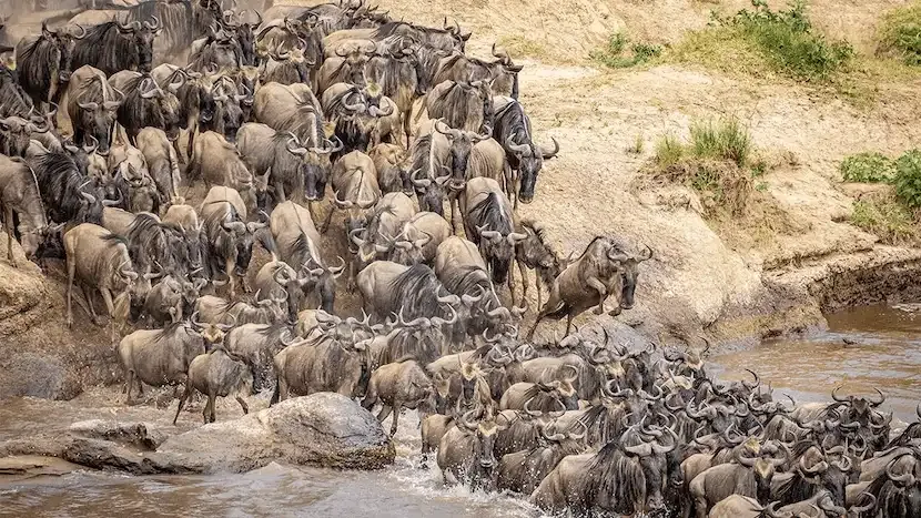 The Great wildebeests migration