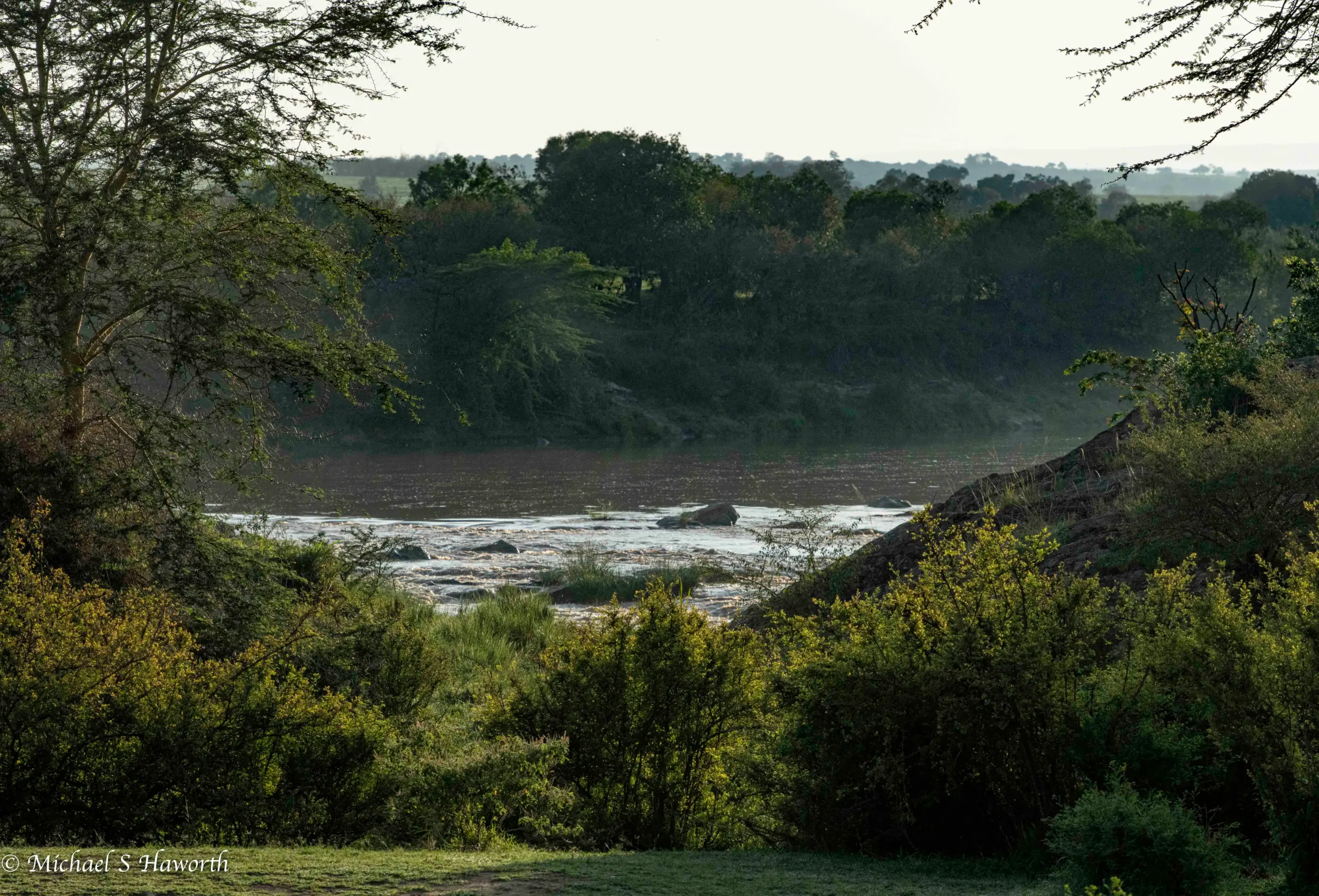 Riverine forest along Mara River