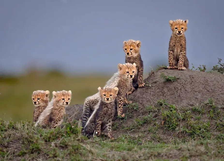 Cheetah cubs in the masai mara