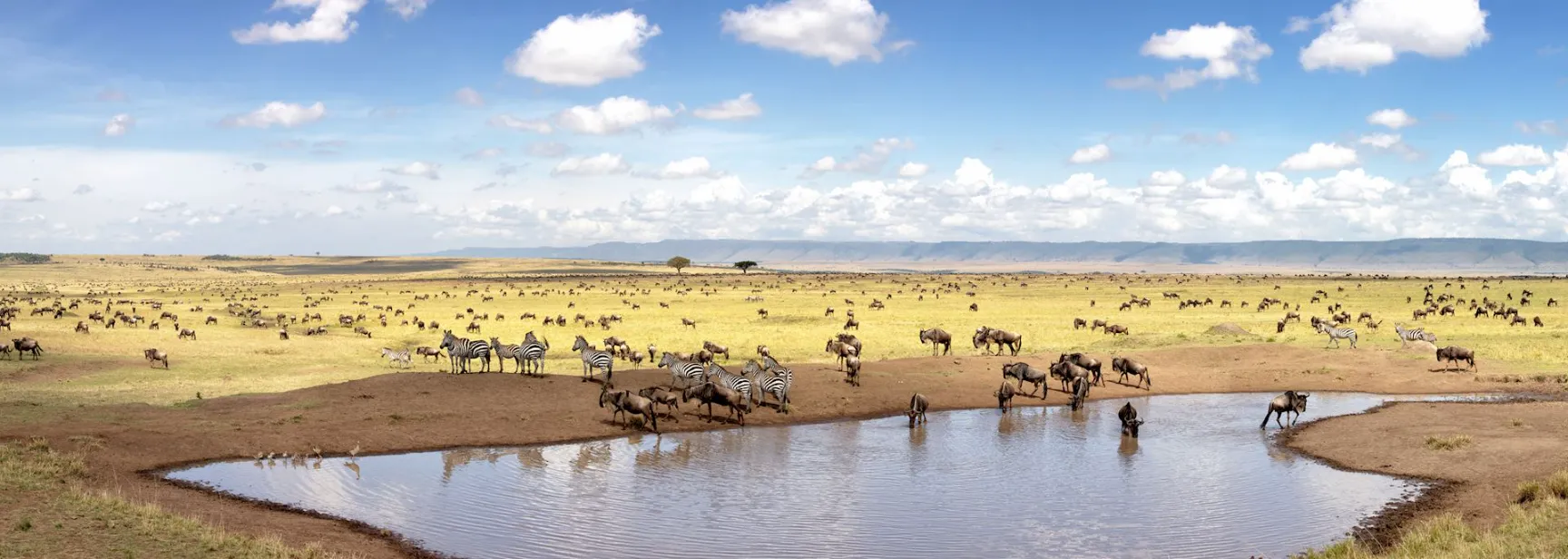 Plains in the masai mara