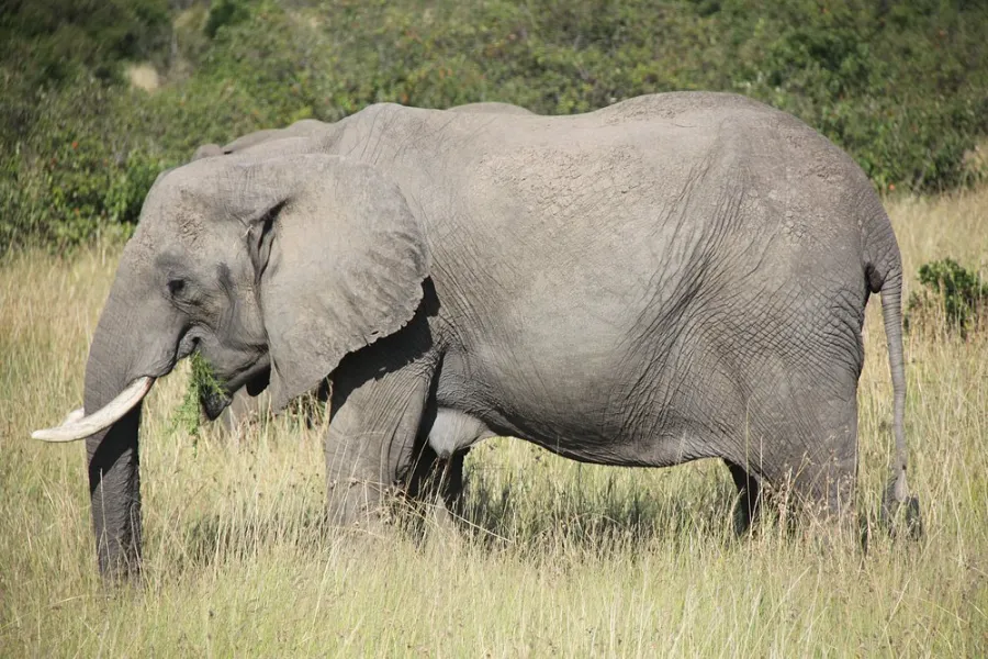 wildlife view in the mara