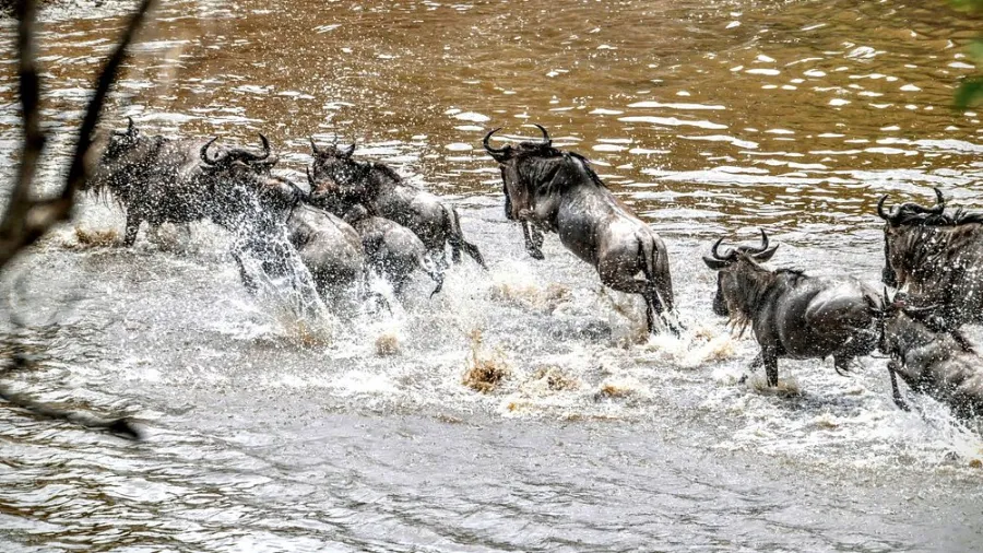 Wildebeest migration