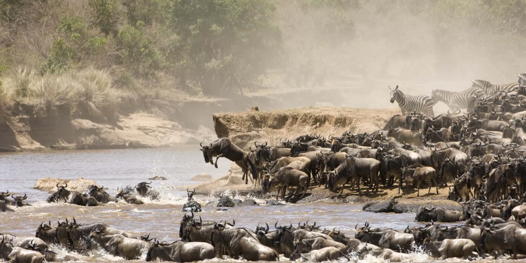 Wildebeests crossing river mara