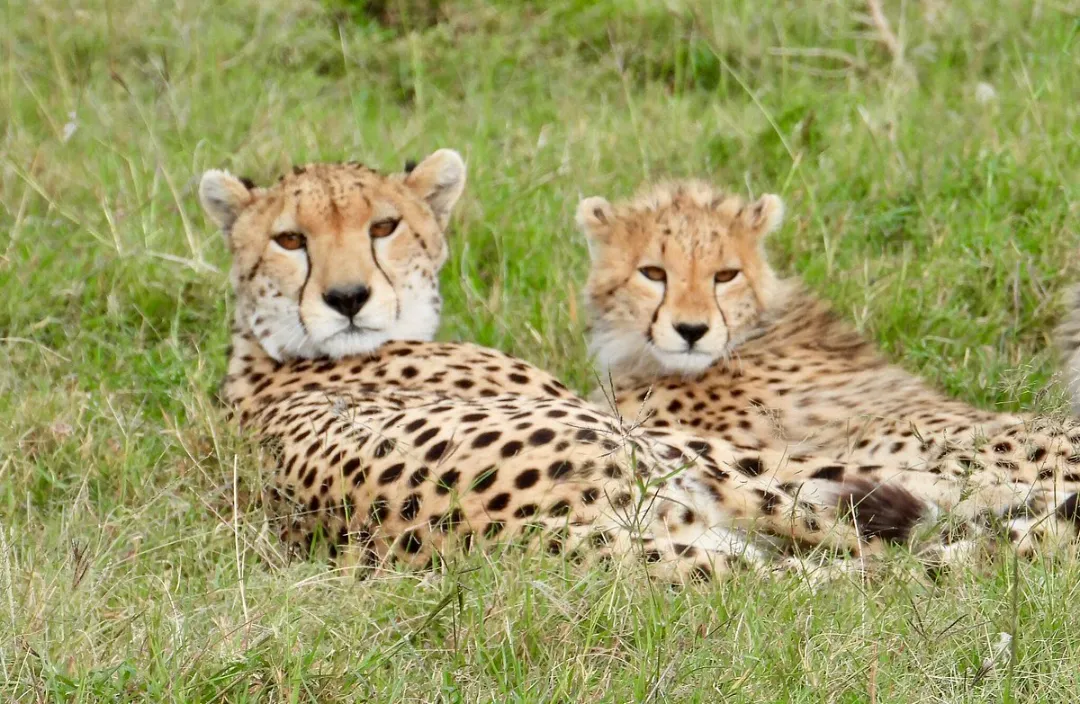 Game viewing