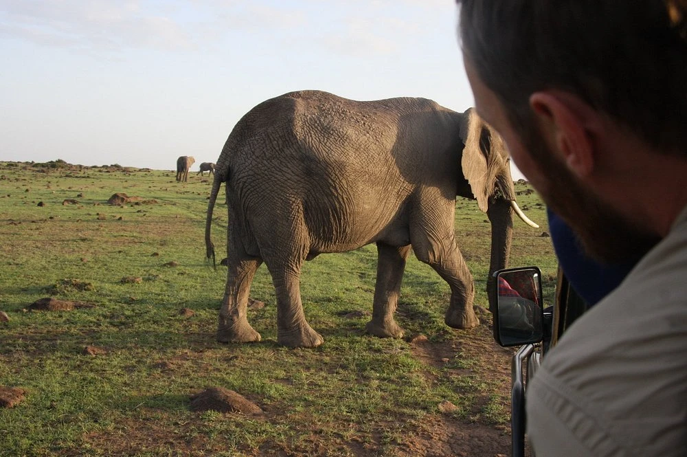 Evening game drives