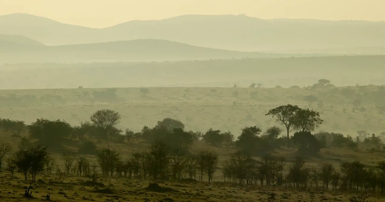 woodlands in Serengeti landscape vegetation