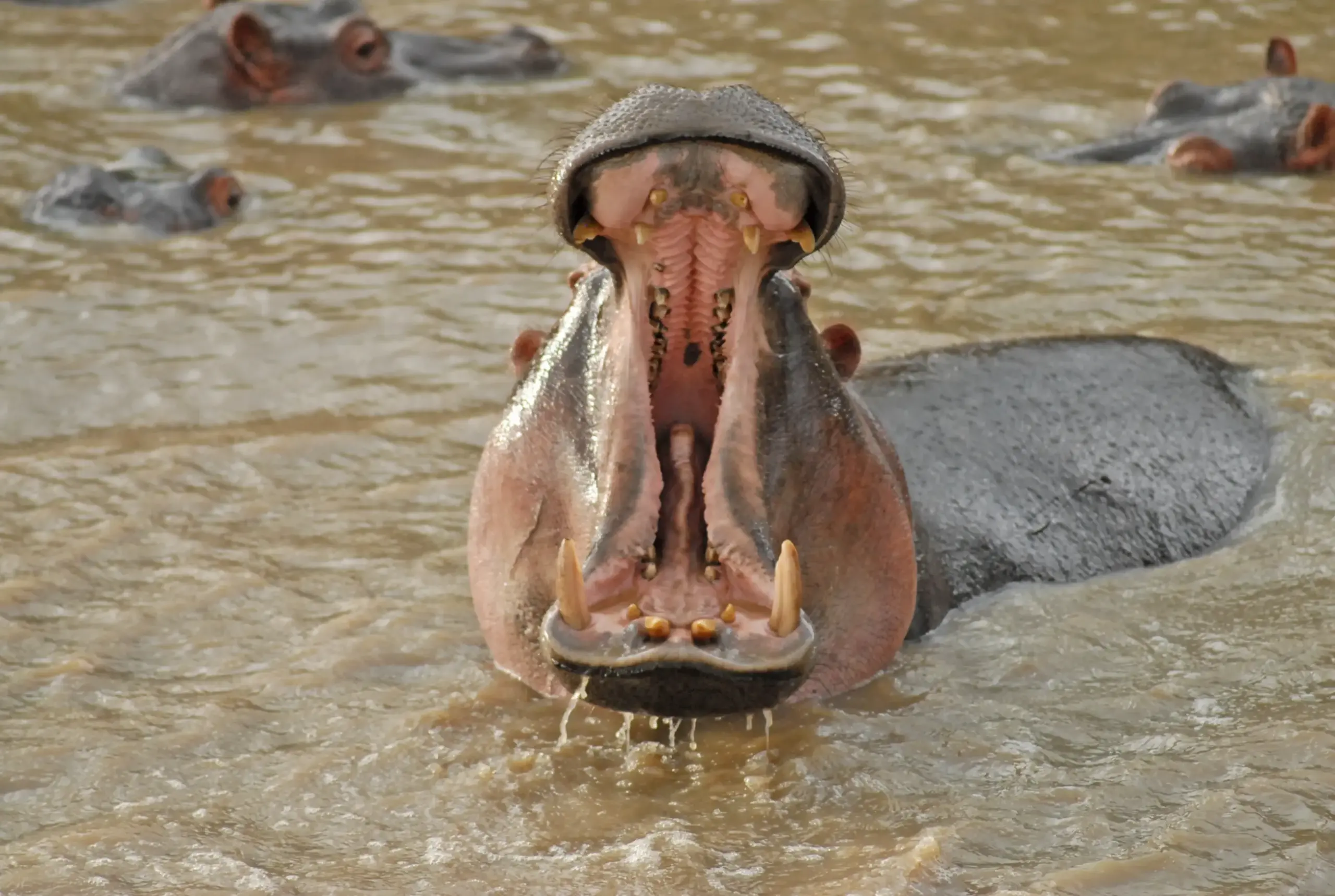 Hippos in the Mara