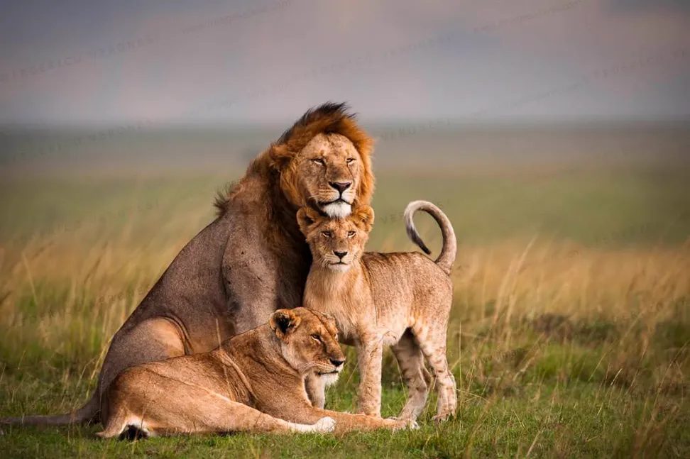 Lions in Masai Mara national park