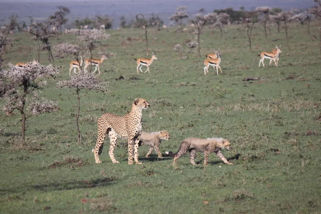 Game viewing