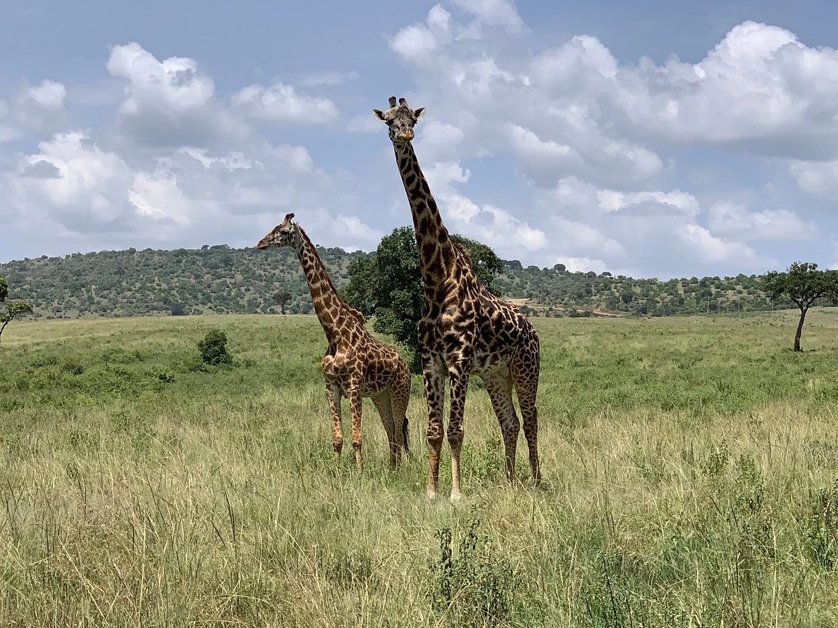 Game Drive in the Mara.
