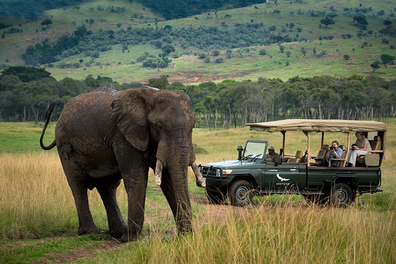A Game drive in the mara , the great Giant
