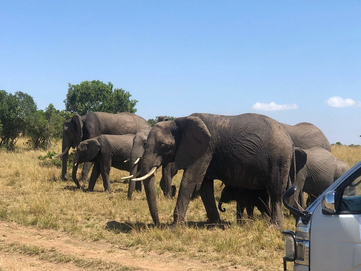 Herd of Elephant grazing.