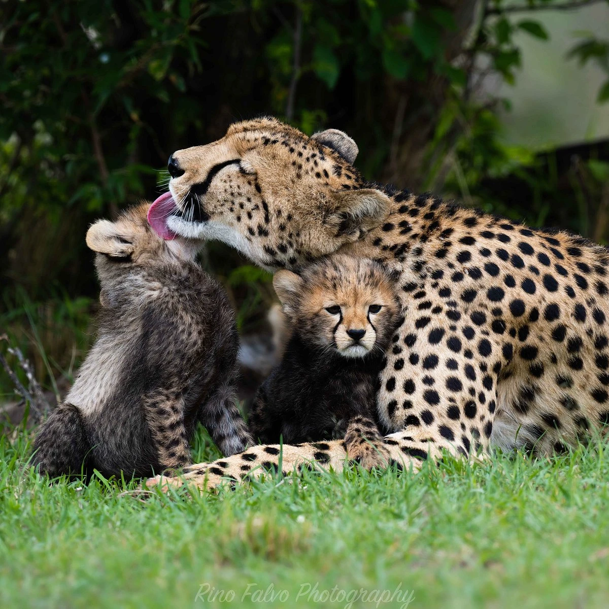 Cheetah cubs in the mara conservancies