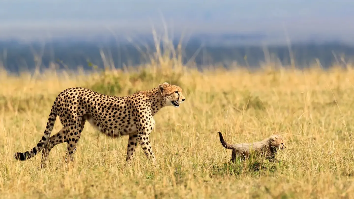 A cheetah in the masai mara