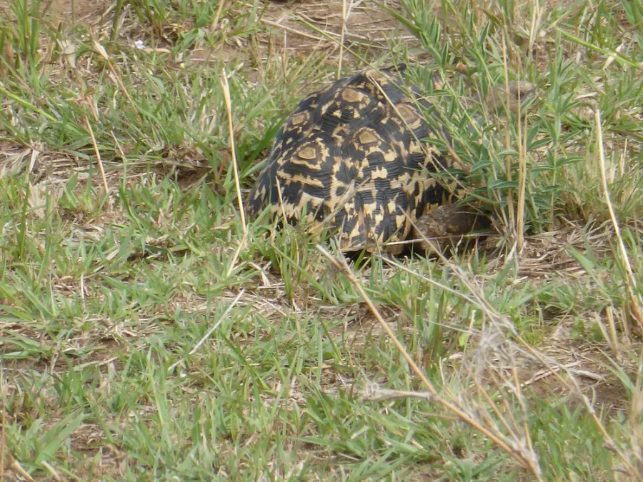 a schildkrote in mara north