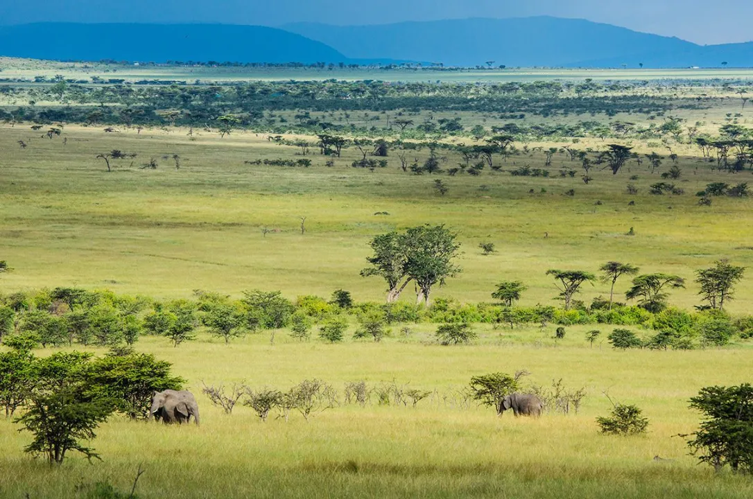 The Masai mara plains