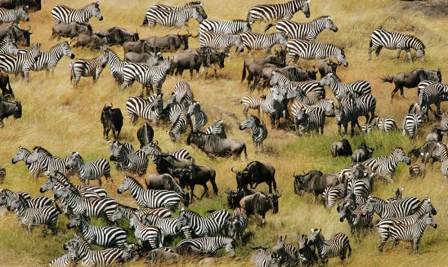 Zebras and Wildebeests grazing