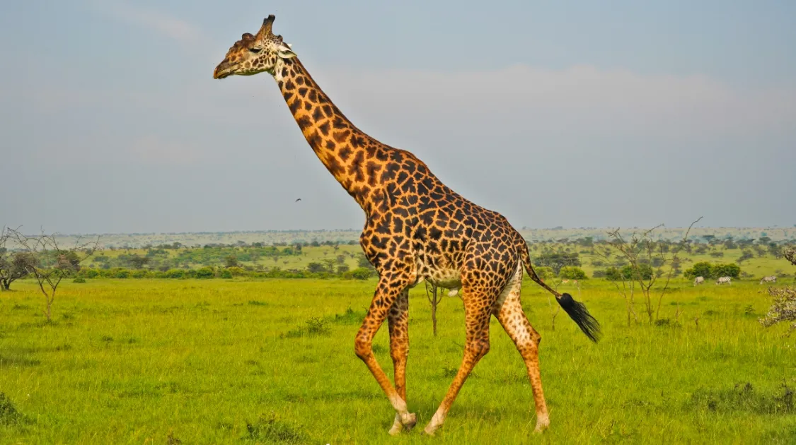 Giraffe in the masai mara
