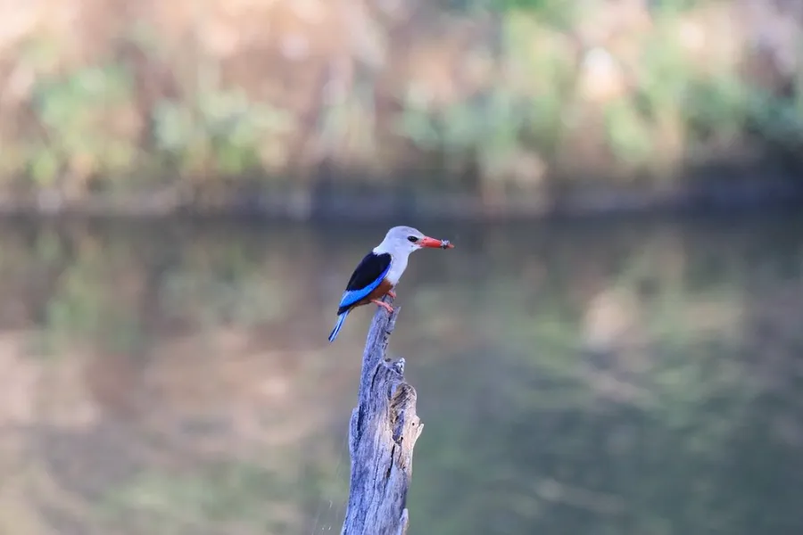 Birdwatching