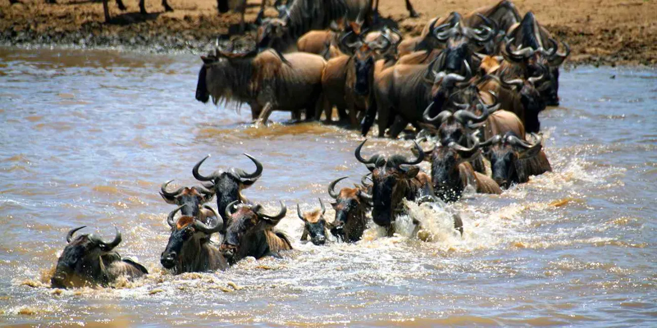 wildebeests crossing river mara