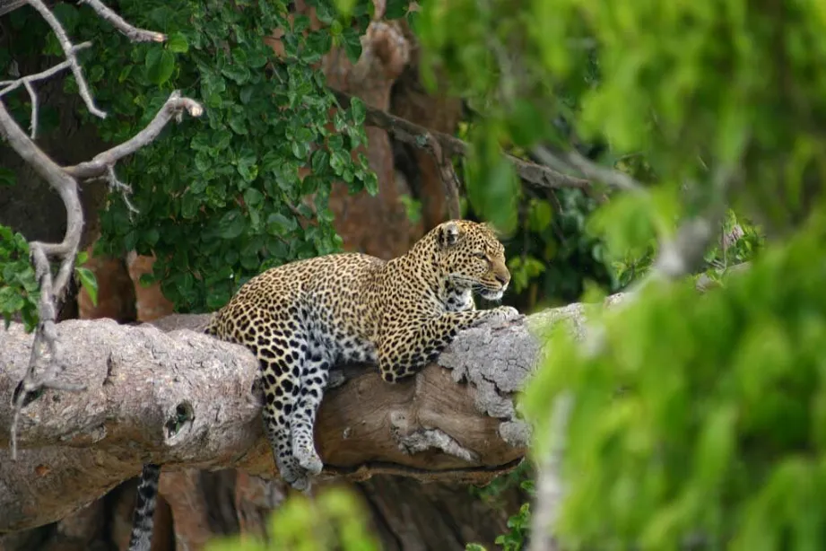 a leopard in masai mara national park