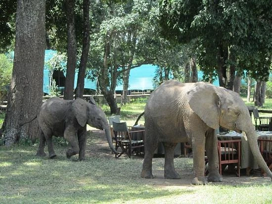 Elephants arrive for late breakfast at Little governors Camp