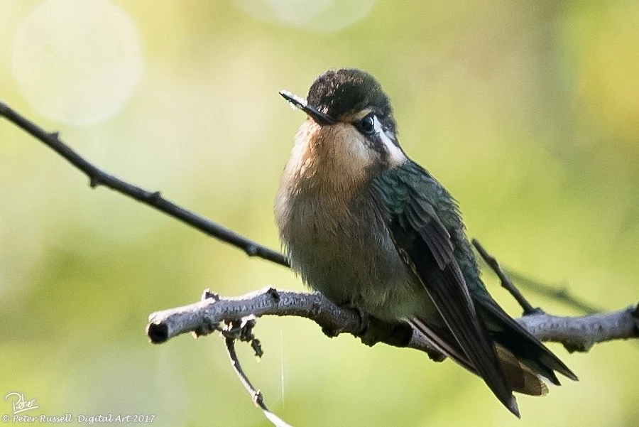 Birdwatching at rekero camp