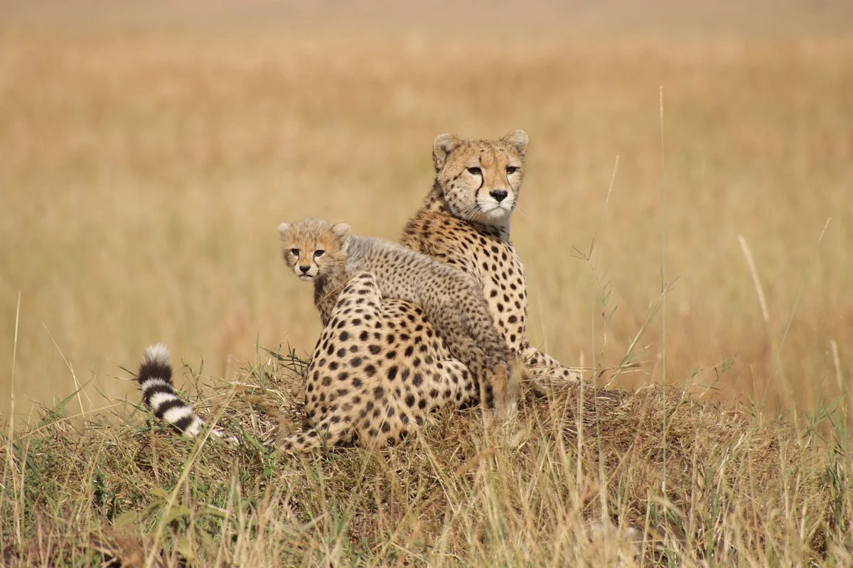 Wildlife at Sanctuary Olonana Safari Lodge