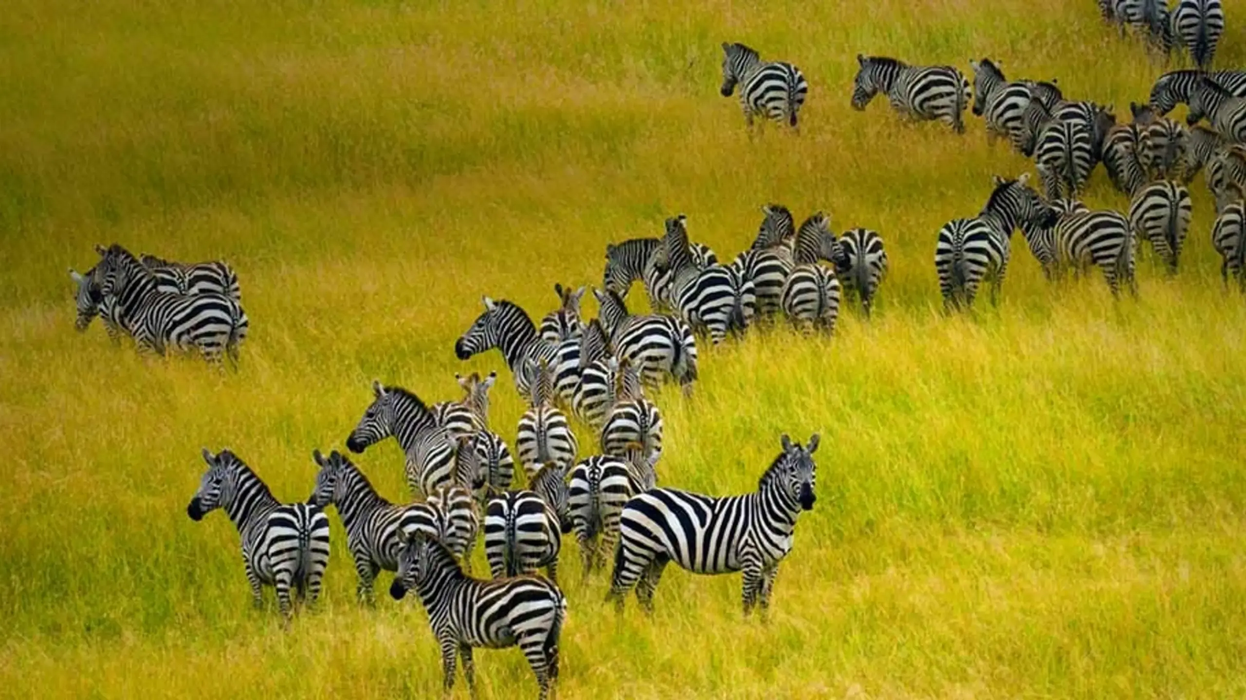 Zebras in the masai mara
