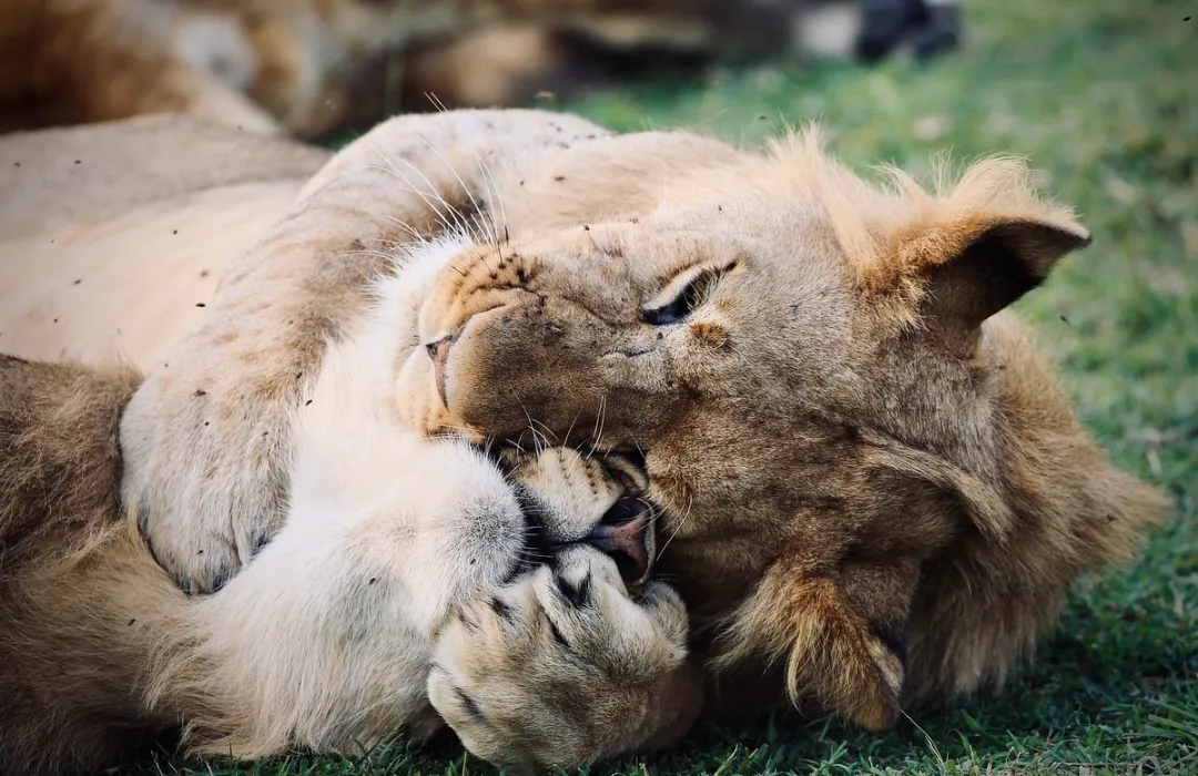 wildlife viewing at maasai mara