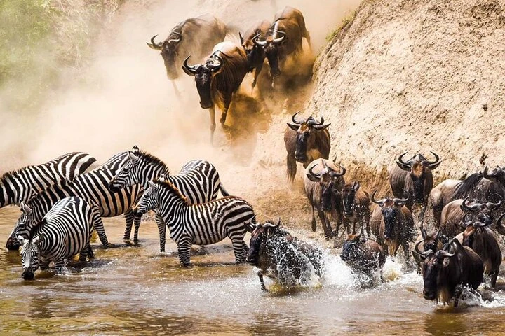 Wildebeest Migration at river Talek