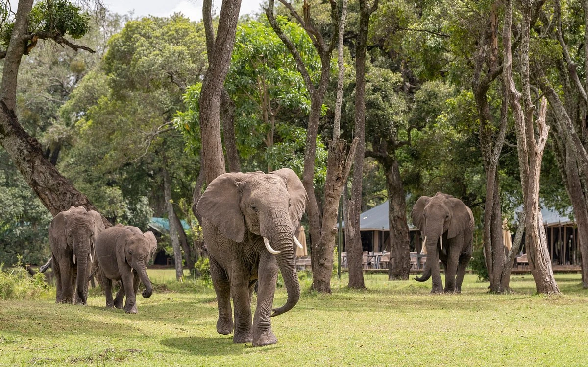 Governors Camp, Elephant Visit for late breakfast