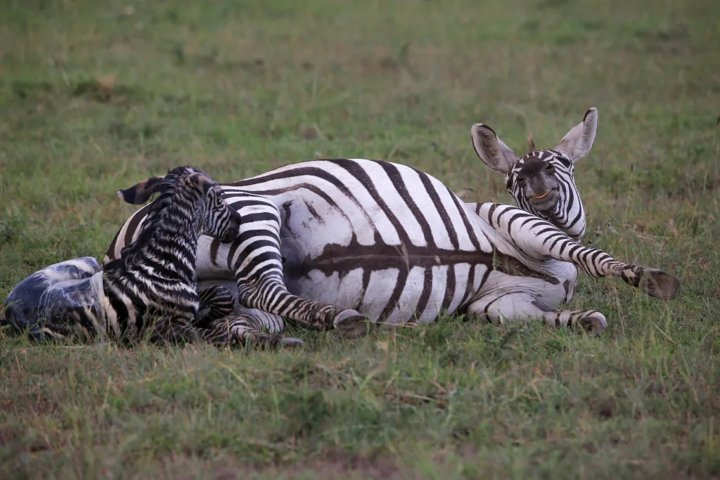 A zebra giving birth
