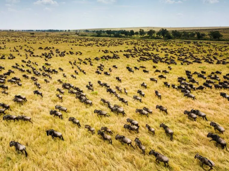 An Overview of Wildebeest migration