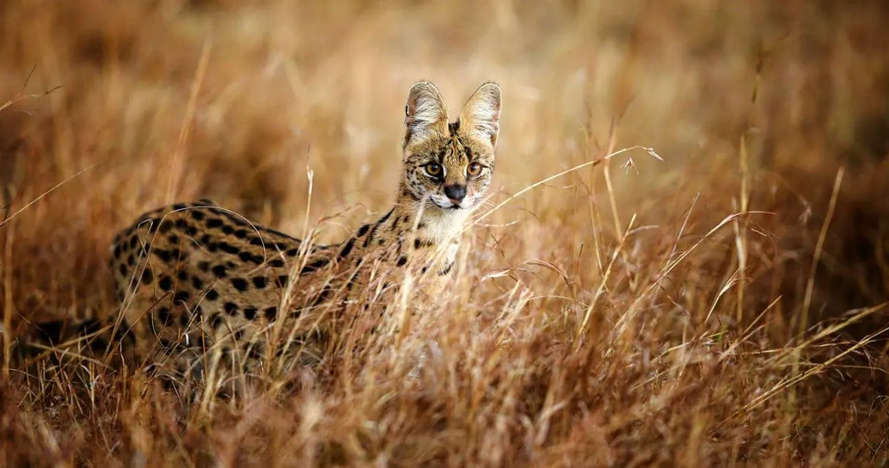 serval in the masai mara