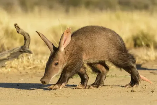 Aardvark in the masai mara