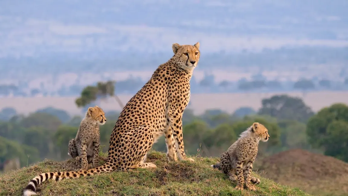 Cheetah in Masai mara