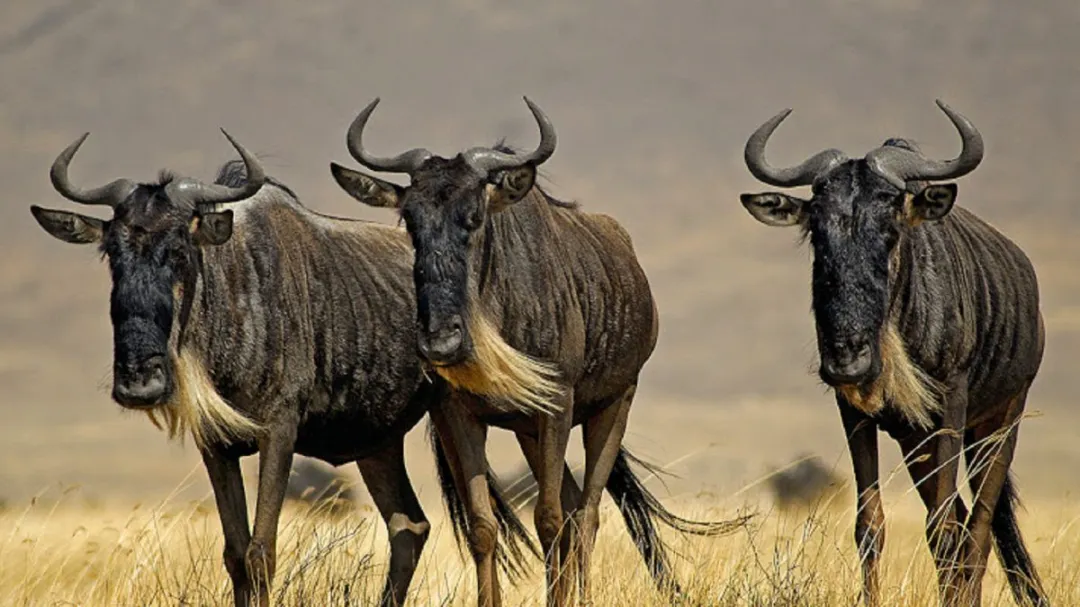 Wildebeests in Masai mara national reserve